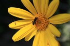 Insetto su fiore
