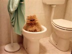 E dopo.......Un bel bidet!!!