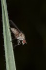 A testa in gi
