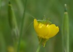 grillo sul giallo