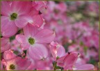 Distesa rosa