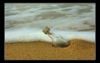 there's no message in the bottle