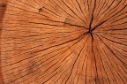 Quanti anni, decenni o addirittura secoli aveva questo albero?

Suggerimenti e critiche sempre ben accetti