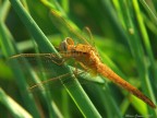 Libellula