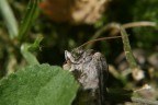 farfalla notturna beccata fuori orario