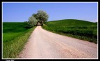 viale bianco