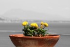 omaggio floreale