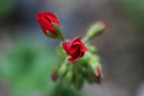 Non odora di rosa, e rosa non  ...
