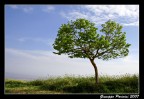 Albero in Primavera