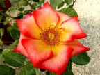 ROSA ANTICA