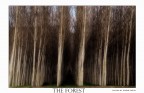 dentro la foresta