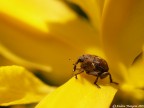 giornata ventosa, oggi, e per trovare riparo questo curculionide si era infilato in un iris giallo....

oly e300 + 35mm macro zuiko, mano libera.

suggerimenti e critiche sempre ben accetti.
