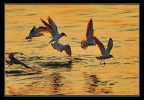 l'oro del mare...