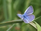 Licenide