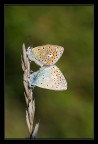 butterflies in love