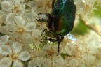 Cetonia dorata