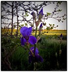 Bellezza fra le spine...... Bellezza fra le spine......