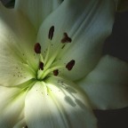 un raggio di sole