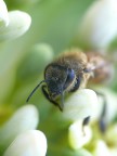 emersione