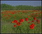 Campo di papaveri