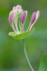 Delicatamente macro