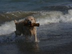 Un maremmano sul mare...