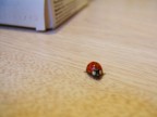 Questa  Ladybug (coccinella) mentre passeggia sul tavolo.