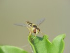 macro9