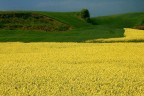 GIALLO ROMANO 4