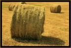 Primi tagli...