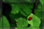 coccinella 2