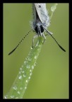 Butterfly and drops