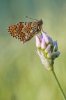 Ninfalide (Melitaea cinxia) di prima mattina