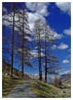 In mezzo ai pini