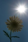 Somiglianze.....