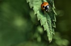 oggi giornata no! coccinelle a bizzeffe ma un vento fastidiosissimo!