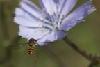 Mi sembra un bel fiore