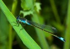 Libellula 2#
