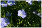 Continua la saga dei fiori...oggi tocca ai quelli del Lino.