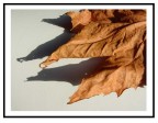 Un particolare di una foglia autunnale