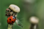 altra foto di ieri...con uguale problema di ieri...
maledetto vento!!!!