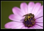 ape su fiore rosa