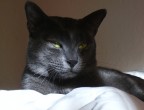 il mio micino, fiero come pochi del suo essere felino