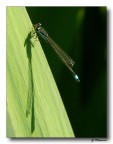 libellulina