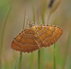 farfallina