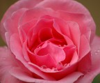 Rosa Rosa...:D