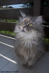 Tommy - Persiano cincill