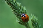 oggi giornata splendida... non un filo di vento ma solo un mucchio di coccinelle!