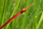 Rossa su rosso