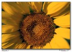 Diapositiva scansionata.

Commenti e critiche ben accette.